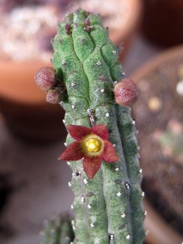 http://www.cloudjungle.com/cloudjungle/Asclepiadaceae/Echidnopsis/Echidnopsis cereiformis flower.jpg